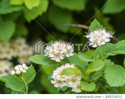 Attēlu rezultāti vaicājumam “Spiraea chamaedryfolia flower”