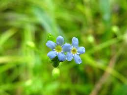 Attēlu rezultāti vaicājumam “Myosotis laxa subsp. baltica flower”