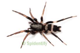 Attēlu rezultāti vaicājumam “Gnaphosidae”