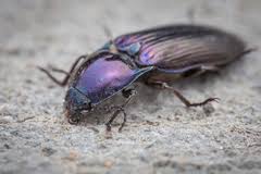 Attēlu rezultāti vaicājumam “Selatosomus aeneus”