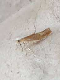 Attēlu rezultāti vaicājumam “Argyresthia albistria”