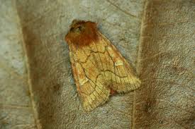 Attēlu rezultāti vaicājumam “Eriopygodes imbecilla”