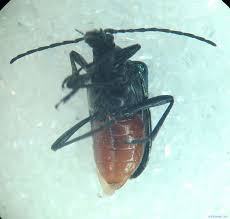 Attēlu rezultāti vaicājumam “Gaurotes virginea”