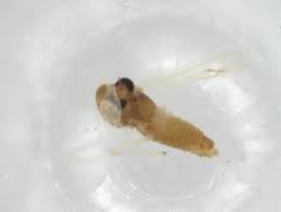 Attēlu rezultāti vaicājumam “Tanytarsus”