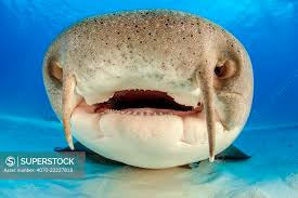 Image result for Ginglymostoma unami
