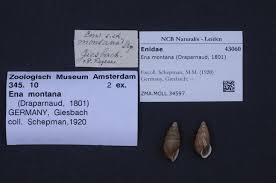 Attēlu rezultāti vaicājumam “Ena montana”