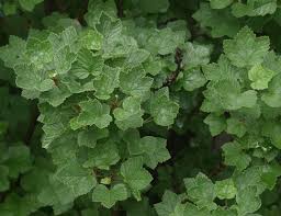 Attēlu rezultāti vaicājumam “Ribes rubrum leaf”