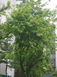 Attēlu rezultāti vaicājumam “Acer tataricum subsp. ginnala”