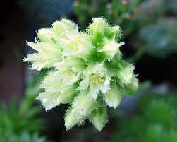 Attēlu rezultāti vaicājumam “Jovibarba globifera fruit”