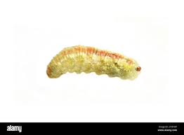 Attēlu rezultāti vaicājumam “Syrphus sp. larva”