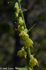Attēlu rezultāti vaicājumam “Epipactis atrorubens fruit”