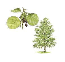 Attēlu rezultāti vaicājumam “Alnus glutinosa”