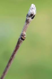 Attēlu rezultāti vaicājumam “Sorbus aucuparia bud”