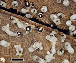 Attēlu rezultāti vaicājumam “Diderma chondrioderma sessile”