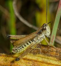Attēlu rezultāti vaicājumam “Chortippus sp.”