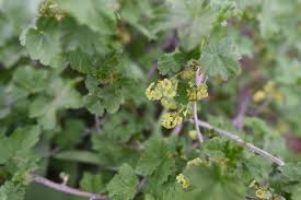 Attēlu rezultāti vaicājumam “Ribes rubrum flower”