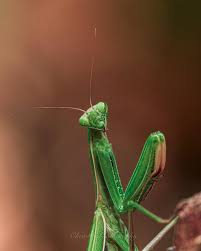 Attēlu rezultāti vaicājumam “Mantis religiosa”