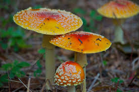 Attēlu rezultāti vaicājumam “Amanita muscaria”
