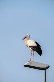 Attēlu rezultāti vaicājumam “Ciconia ciconia adult”