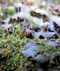 Attēlu rezultāti vaicājumam “Leiocolea collaris”