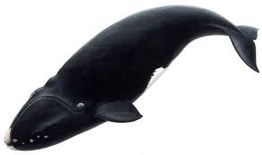 Image result for Eubalaena glacialis