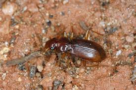 Attēlu rezultāti vaicājumam “Leistus ferrugineus”