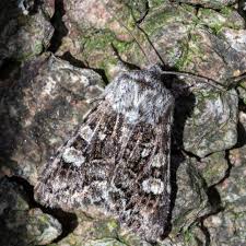 Attēlu rezultāti vaicājumam “Papestra biren”