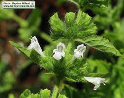Image result for Melissa officinalis