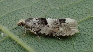 Attēlu rezultāti vaicājumam “Epinotia bilunana”