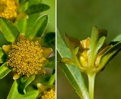 Attēlu rezultāti vaicājumam “Bidens tripartita flower”