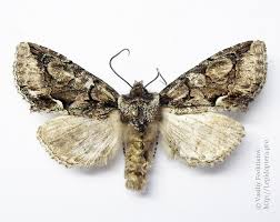 Attēlu rezultāti vaicājumam “Allophyes oxyacanthae”