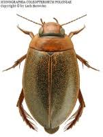 Attēlu rezultāti vaicājumam “Colymbetes striatus”