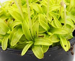 Attēlu rezultāti vaicājumam “Pinguicula vulgaris leaf”