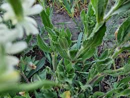 Attēlu rezultāti vaicājumam “Silene borysthenica bud”