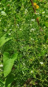 Attēlu rezultāti vaicājumam “Galium elongatum leaf”