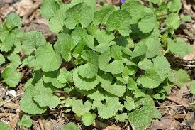 Attēlu rezultāti vaicājumam “Alliaria petiolata leaf”