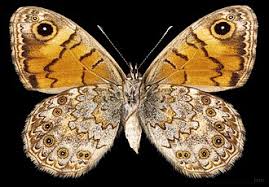 Attēlu rezultāti vaicājumam “Lasiommata megera female”