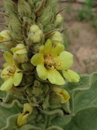 Attēlu rezultāti vaicājumam “Verbascum thapsus bud”