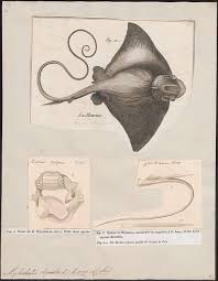 Image result for Myliobatis aquila