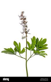 Attēlu rezultāti vaicājumam “Corydalis cava”