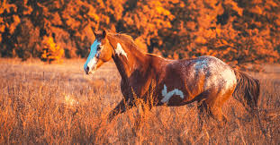 Afbeeldingsresultaat voor paarden
