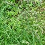 Attēlu rezultāti vaicājumam “Calamagrostis purpurea fruit”