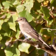Attēlu rezultāti vaicājumam “Muscicapa striata juvenile”
