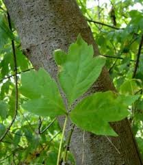 Attēlu rezultāti vaicājumam “Acer negundo leaf”