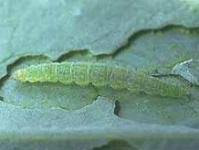 Attēlu rezultāti vaicājumam “Plutellidae”