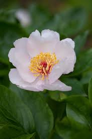 Attēlu rezultāti vaicājumam “Paeonia lactiflora”