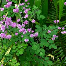 Attēlu rezultāti vaicājumam “Thalictrum”