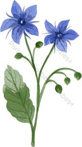 Attēlu rezultāti vaicājumam “Borago officinalis bud”