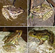 Attēlu rezultāti vaicājumam “Ranidae”