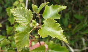 Attēlu rezultāti vaicājumam “Betula pubescens leaf”